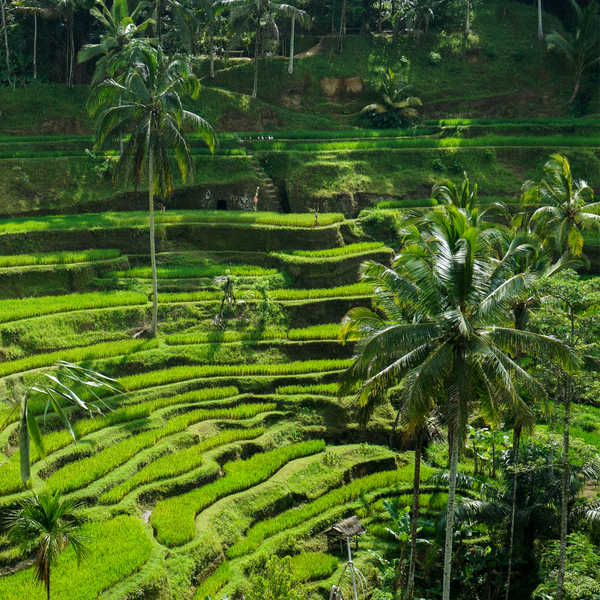 Mijn avontuur met de Ubud Tour + Bali Swing: een dag vol cultuur en natuur