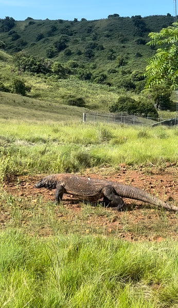 Een indrukwekkend beest: de komodovaraan