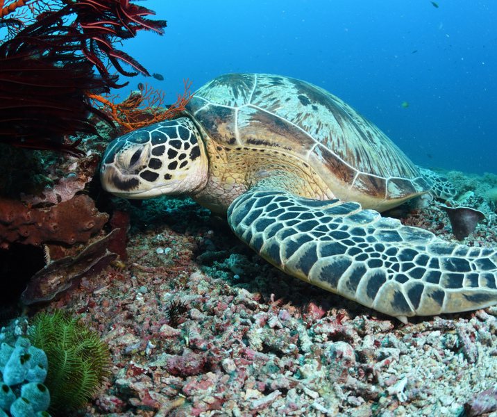 De 6 mooiste snorkelplekken van Bali