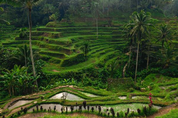 Ontdek de Magie van de Tegalalang Rijstterrassen in Bali
