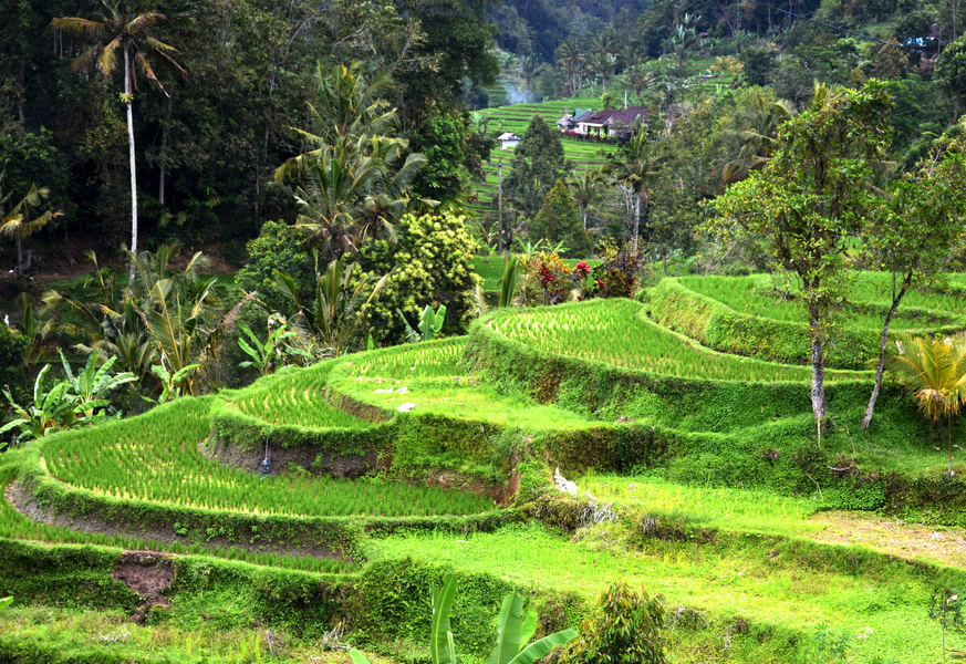 De mooiste rijstvelden in Bali