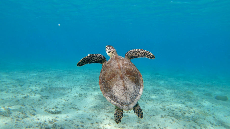 De 10 leukste dingen om te doen op de Gili Eilanden