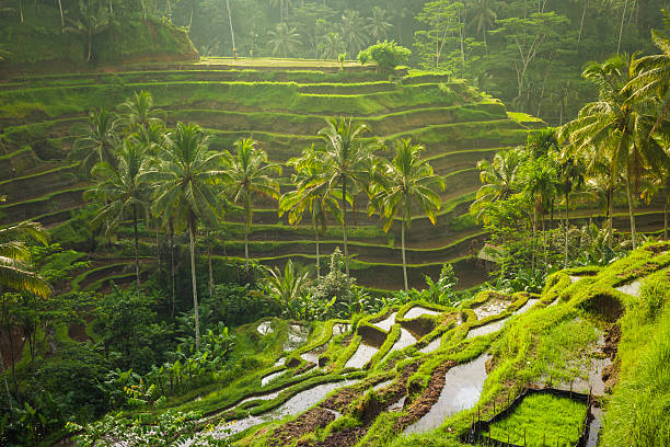 De mooiste rijstvelden van Bali: Jatiluwih